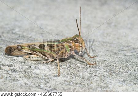 Detailed Closeup On The Mediterranean Handsome Grasshopper, Oedaleus Decorus Sitting On The Ground