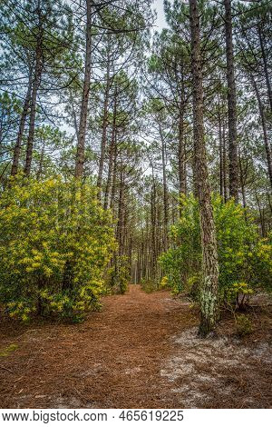 Road (trail, Path, Trail) In Spring. Pine And Acacia Logifolia Forest. Hiking Trail In The Morning F