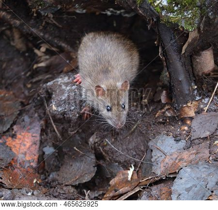 A Wild Rat Crawls Out Of A Hole In The Ground Under The Roots Of A Tree