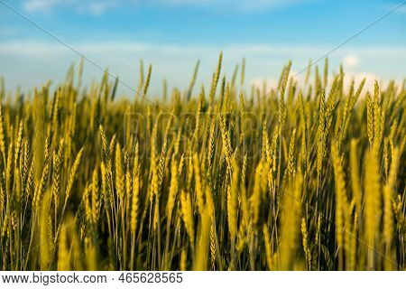 The Concept Of The World And European Grain Crisis As A Consequence Of The Russian-ukrainian War, Th
