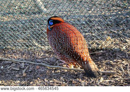 A Portrait Of A Pheasant-like Bird, Exotic Chicken.
