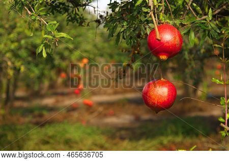 Large Ripe Pomegranates Hang On A Branch. Lots Of Fruits On The Tree. Autumn Harvest. Pomegranates F