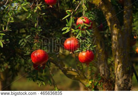 Large Ripe Pomegranates Hang On A Branch. Lots Of Fruits On The Tree. Autumn Harvest. Pomegranates F