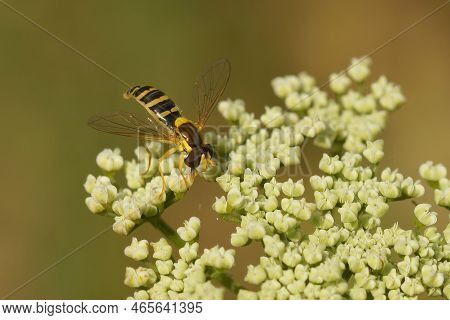 Natural Colorful Closeup On An Interrupted Twist-tail Hoverfly , Sphaerophoria Species On A White Fl