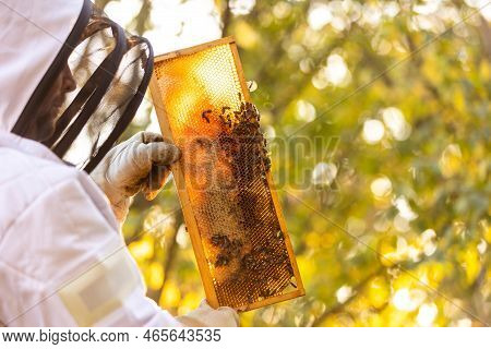 Beekeeper On An Apiary, Beekeeper Is Working With Bees And Beehives On The Apiary, Beekeeping Or Api