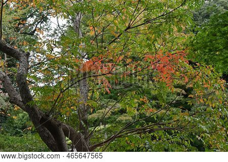 Japan Wax Tree ( Toxicodendron Succedaneum ) Autumn Leaves. Anacardiaceae Dioecious Deciduous Tree. 