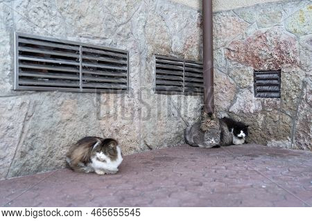 Homeless Pet Problem. Several Adult Fluffy Cats Sitting On Street Near Wall Of House, Warming Themse