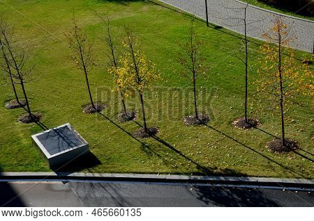 An Alley Of Trees Or A Group Of Windbreaks. View From The Top. Aerial View Of Newly Planted Trees In