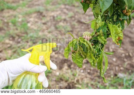Peach Leaves Are Affected By Fungus Curly Peach Leaves.  Spraying The Garden From Diseases And Pests