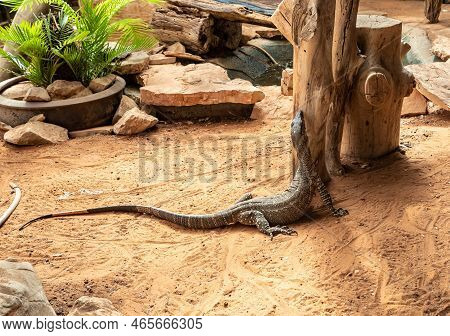 Beit Shean, Israel, October 08, 2022 : Large Monitor Lizard In An Aviary In Gan Guru Kangaroo Park I