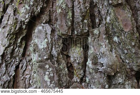 Gray Tree Frog Hyla Chrysoscelis On Pine Tree In East Texas