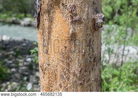 Tree Infested With Bark Beetles Larvae Outdoor