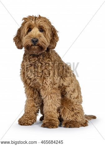 Cute Young Cobberdog Aka Labradoodle Dog Puppy. Sitting Up Side Ways. Looking Towards Camera. Isolat