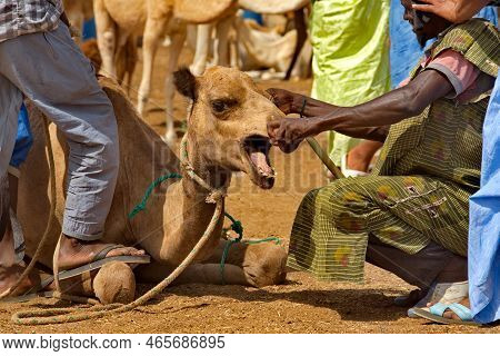 Nouakchott. Mauritania. October 07, 2021. The Capital\'s Camel Market. Buyers In National Clothes Ti