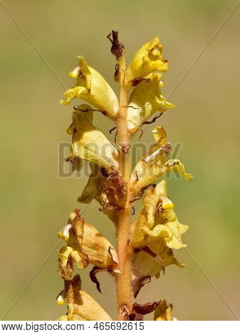 Wild Flowers, Photos Of The Orobanche Plant.