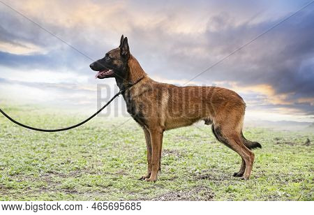 Young Belgian Shepherd Training In The Nature For Security