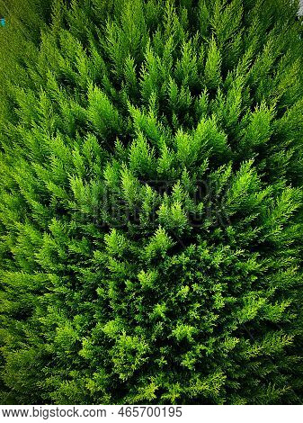 Thuja Close-up. Background. Photo Green Leaves. Fresh