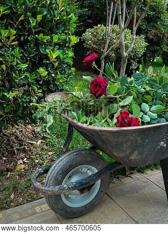 Leaves Green In Daylight, Photo. Roses. Day