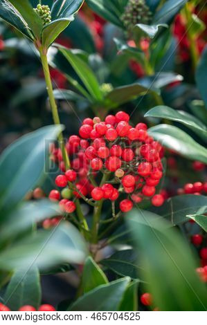 Red Berries Of Winter Blossoming Garden Plant, Evergreen Skimmia Japonica  Ornamental Plant