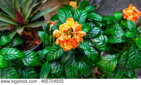 Crossandra Infundibuliformis 'sundance' Or Firecracker Flower, Beautiful Orange And Green Glossy Lea