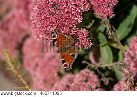 A Peacock Butterfly Is Eating On A Pink Sedum Flower - Hare Cabbage. A Flowerbed With Flowers Pollin
