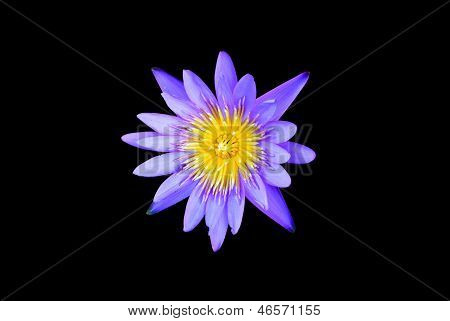 Fiore di loto isolato