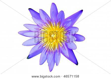 Fiore di loto isolato