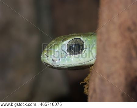 Detailed Closeup On The Head Of A Dispholidus Typus - Boomslang Snake Peaking From Around The Wood