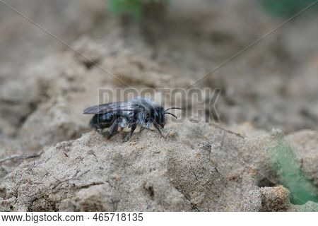 Natural Closeup On A Female Grey-backed Mining Bee, Andrena Vaga , Sitting On The Ground