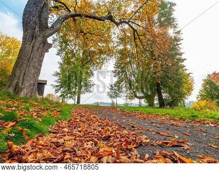Autumn Leaf On The Road. Picturesque Leaves Fall In The Forest During Thanksgiving Time