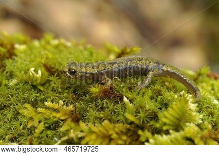Closeup On Green Endangered Juvenile Limestone Salamander, Hydromantes Brunus Sitting On Green Moss