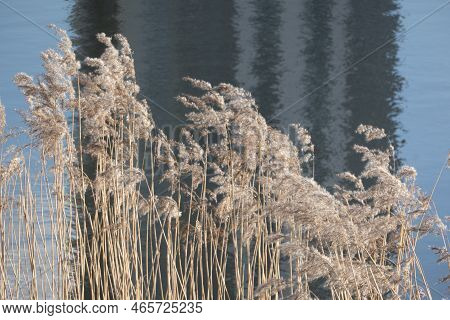 Dramatic Sunrise Over The Calm River In Spring With Bent Grass Against Sun. Daugava, Latvia. High Qu