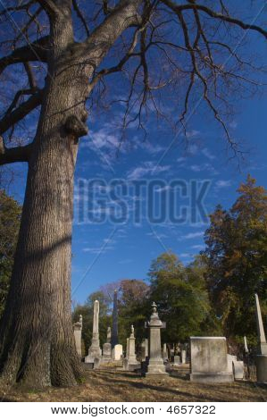 Árbol en un cementerio