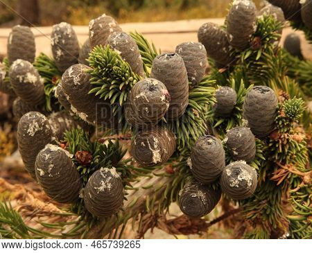 Subalpine Fir (abies Lasiocarpa) Cones In Wind River Range, Wyoming