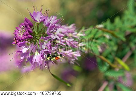 A Rocky Mountain Bee Plant With A Tricolored Bee