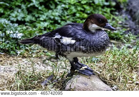 Mergellus Albellus Known As Smew - Female In Dark Plumage