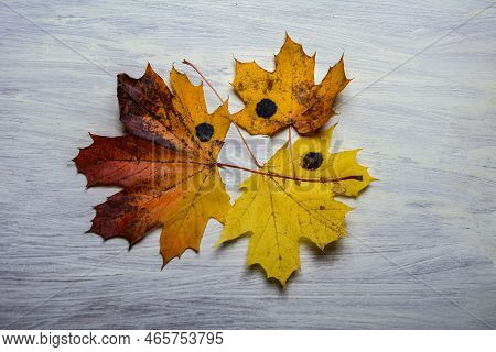 Yellow Maple Leaf Affected By The Fungus Rhytisma Acerinum .
