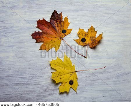 Yellow Maple Leaf Affected By The Fungus Rhytisma Acerinum .