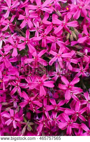 Phlox Subulate. Lilac Flowers, Blooming Carpet In A Flower Bed In The Garden. Closeup Background