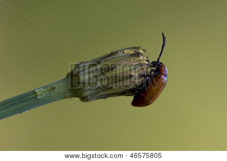 Ocellata Coleoptera On A Flower