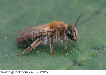 Detailed Closeup On A Brown Hairy Female Closeup Shot Mellow Miner Mining Bee, Andrena Mitis, Sittin