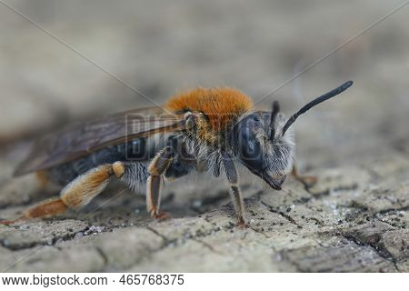 Natural Closeup On A Muscid Fly, Helina Evecta, Subathing On A Piece Of Wood In The Garden