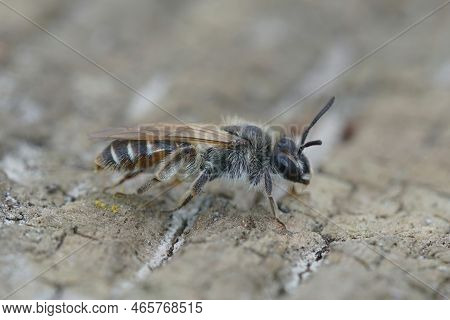 Detailed Closeup On A Female Red Bellied Miner Mining Bee, Andrena Vetralis, Sitting On Wood