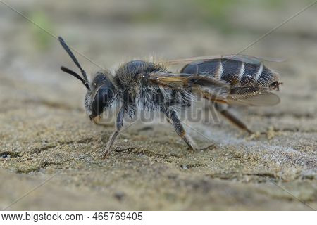 Detailed Closeup Of A Female Red-belied Miner Mining Bee, Andrena Ventralis On A Piece Of Wood