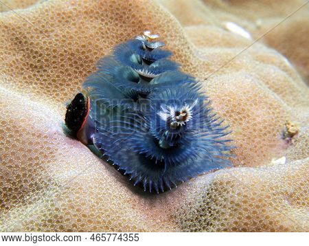 A Blue Christmas Tree Worm, Spirobranchus Giganteus Boracay Island Philippines
