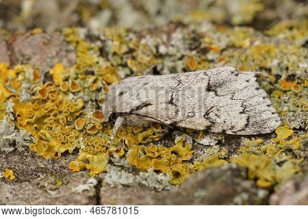 Detailed Closeup On A White Miller Owlet Moth, Acronicta Leporina, Sitting On Wood