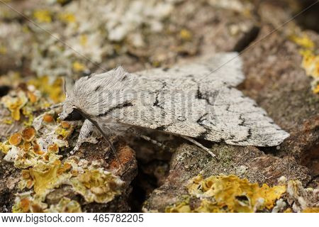 Detailed Closeup On A White Miller Owlet Moth, Acronicta Leporina, Sitting On Wood