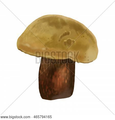 Watercolor Realistic Mushroom Lurid Bolete. Illustration Suillellus Luridus. Boletus Luridus