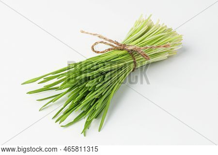 barley grass, sprout barley isolated on white background