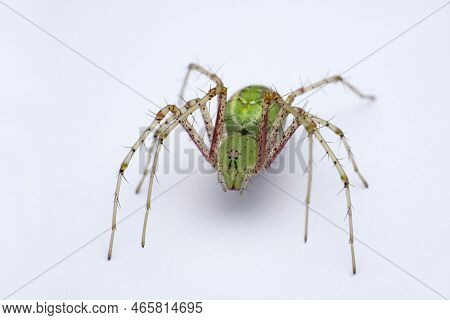Green Lynx Spider, Oxyopes Paykulli, Satara, Maharashtra, India